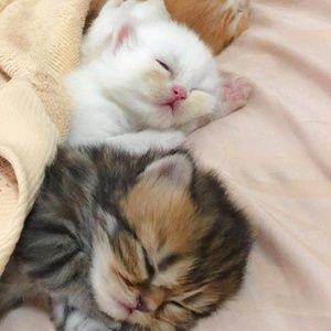 Meet your Posher, Ana